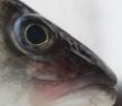 Fisch Lubinja Auge