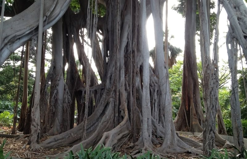 Botanischer Garten Würgefeige