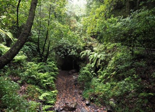 La Palma Kanaren Highlights Lorbeerwald Los Tilos 19