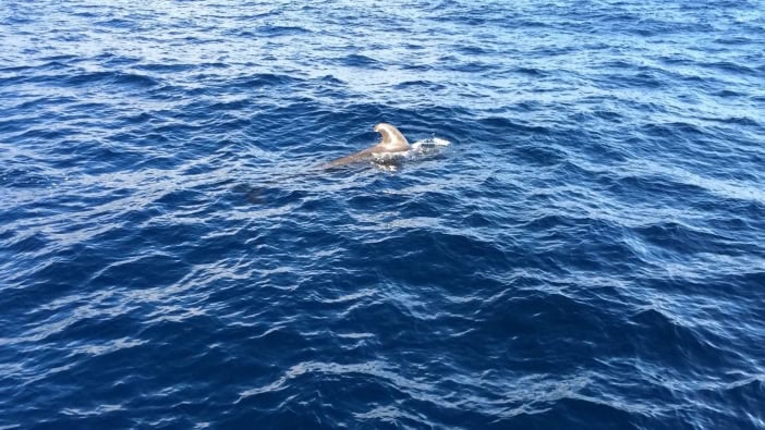 Whale Watching Teneriffa Pilotwal