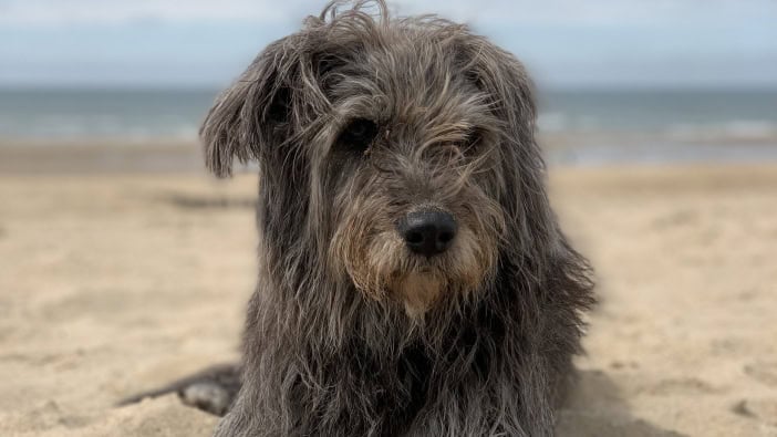 Hundestrand Kanaren