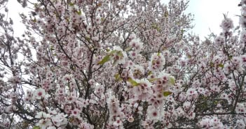 Mandelblüte Teneriffa