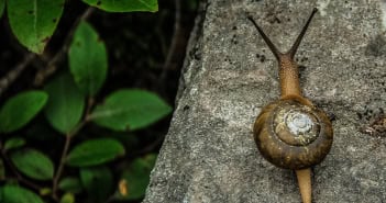 Schnecke Kanaren