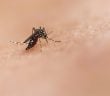 Tigermücke Aedes Kanaren