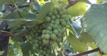 Wein Teneriffa